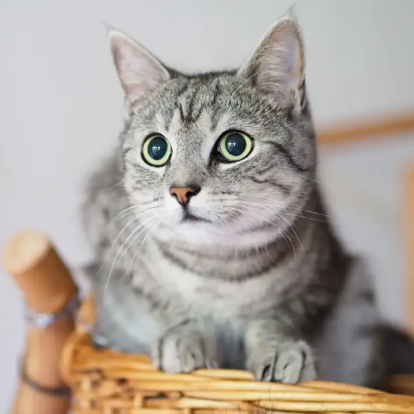 Бразильська короткошерста кішка