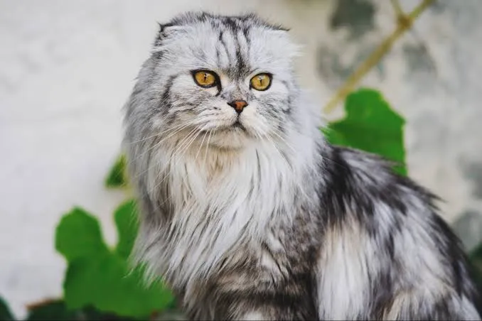 Хайленд фолд