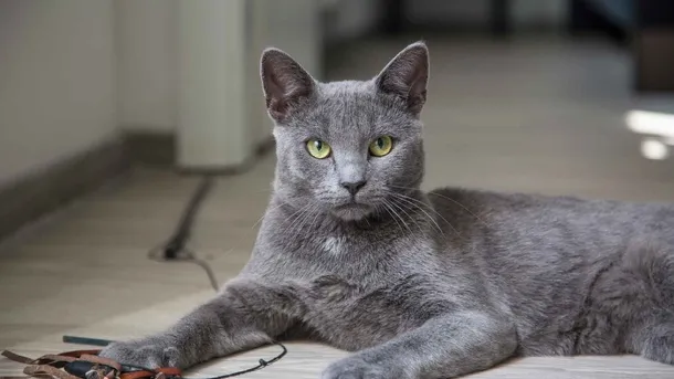 Корат